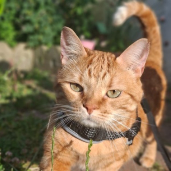 Milo