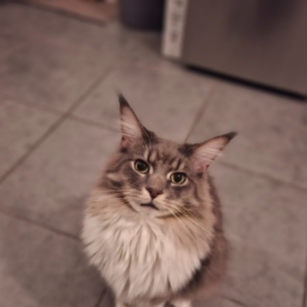 Aslan
