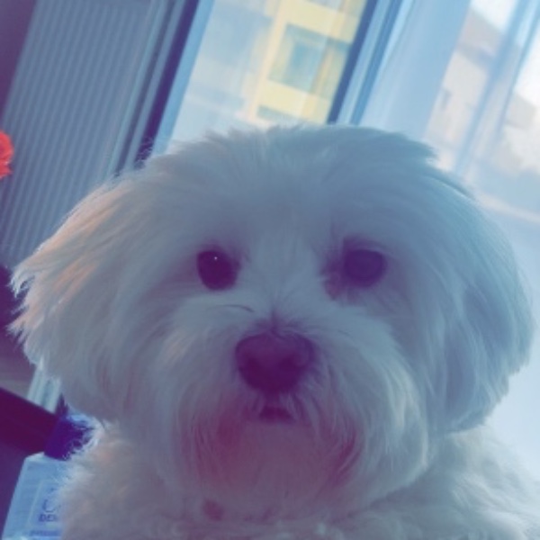 Lily