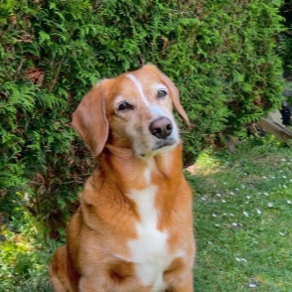 Oscar