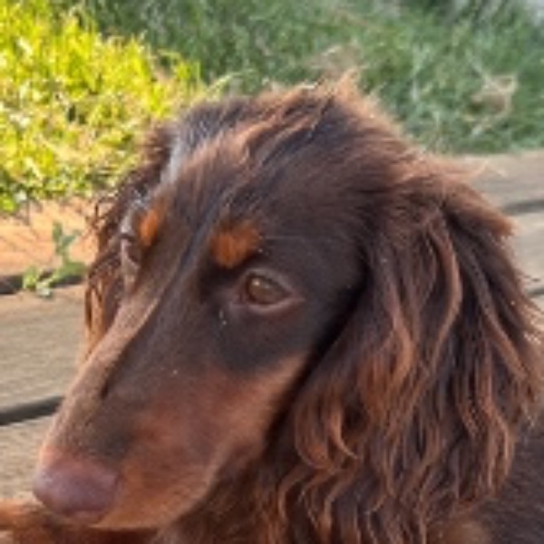 Annie
