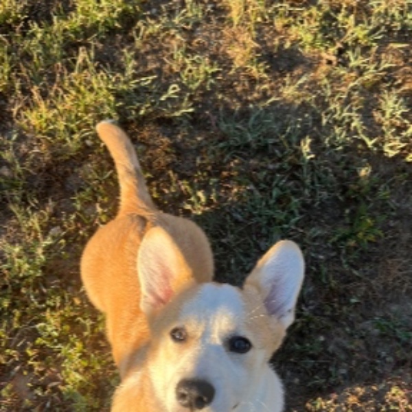 boris