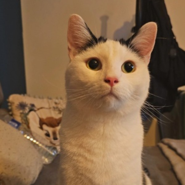 Winston
