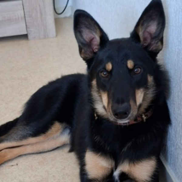 Maya