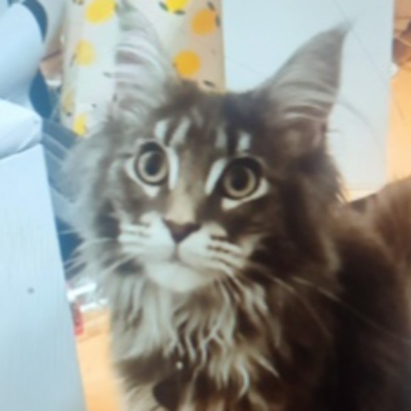 Nova