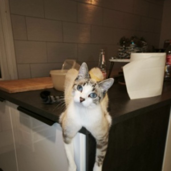 Yuki