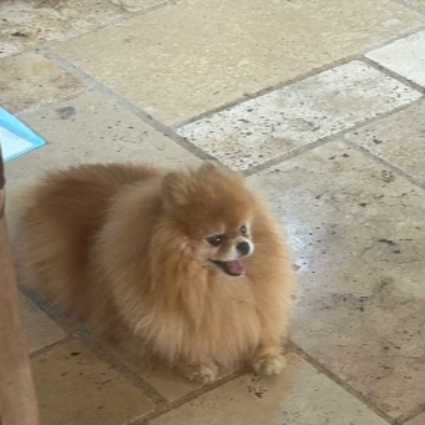 penelope