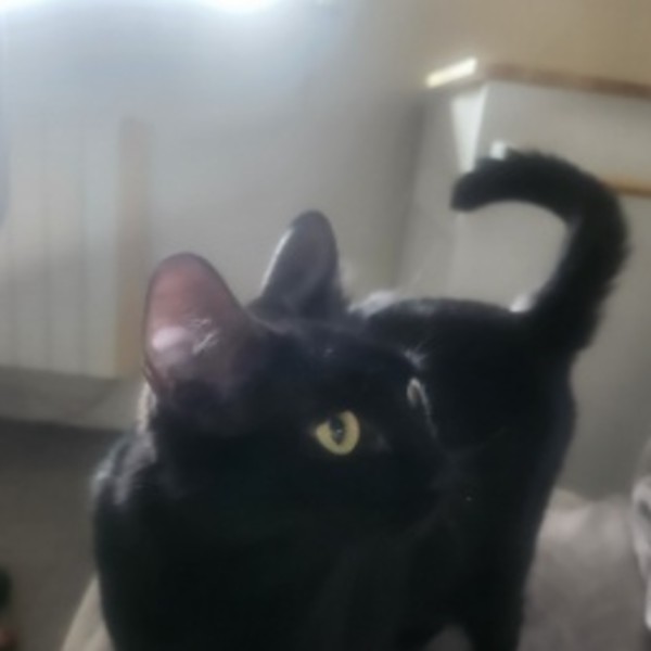 Nala