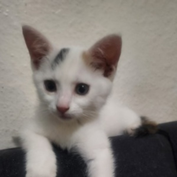 Maya