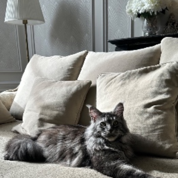 Nala
