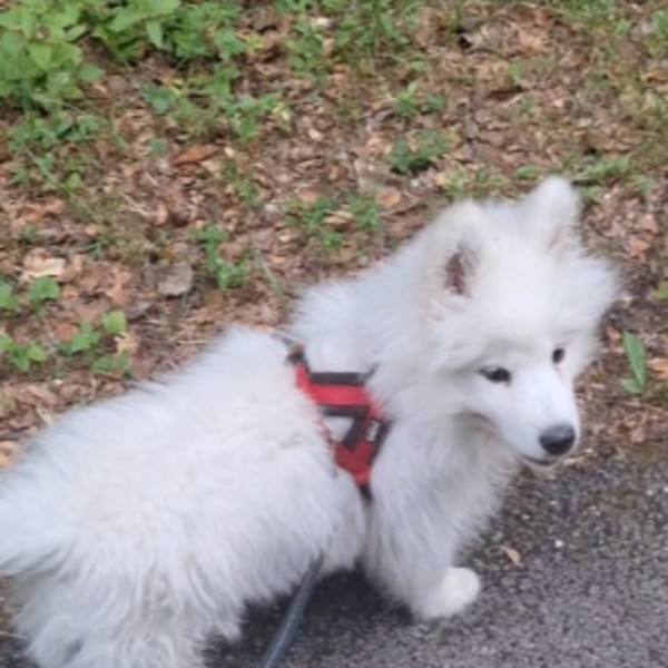 Balou