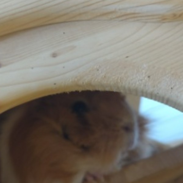 Victor