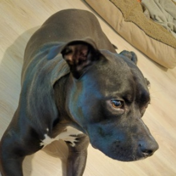 Tyson