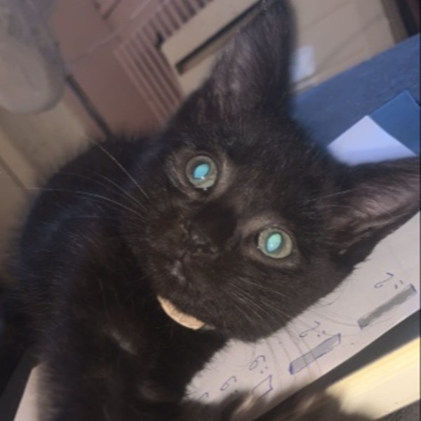 Odin