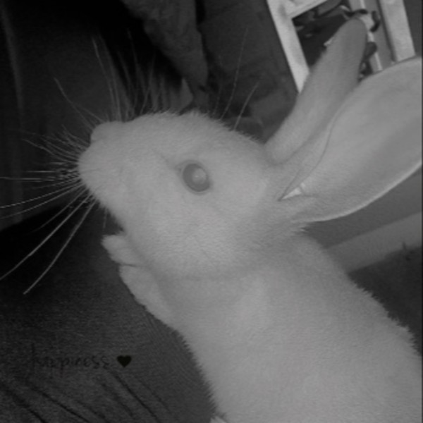Albi
