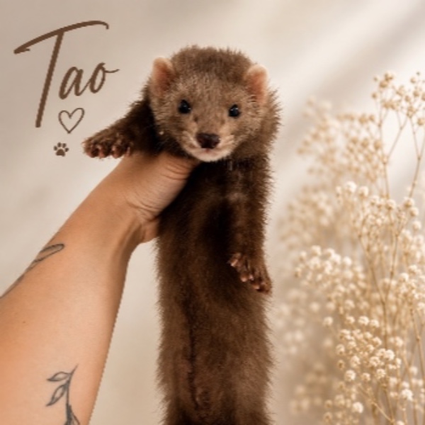 Tao