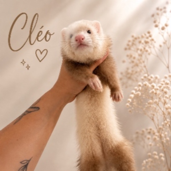 Cléo