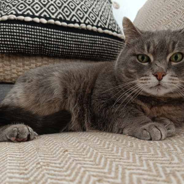 Minette