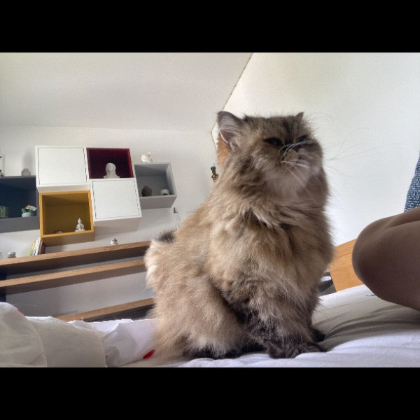 Jessy