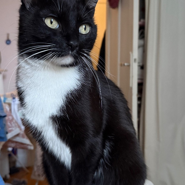 Bandit