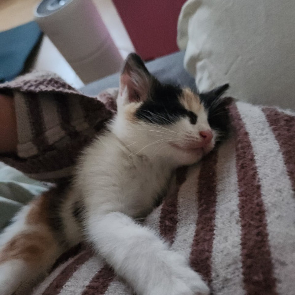 Moka