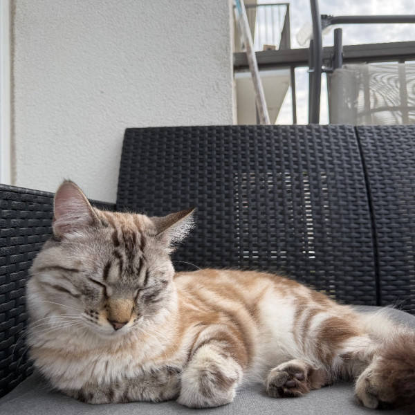 Gizmo