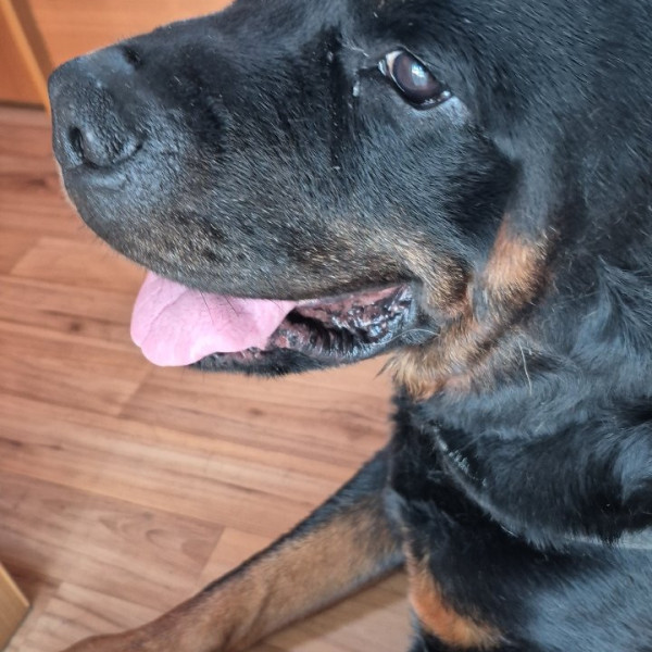 Luther