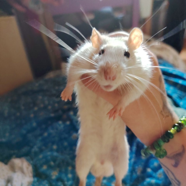 Max