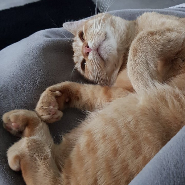 Nala