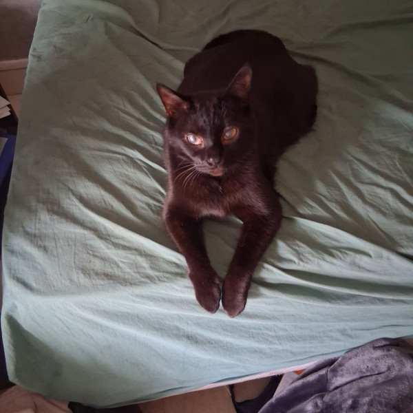 Oscar