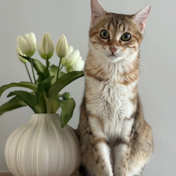 iris