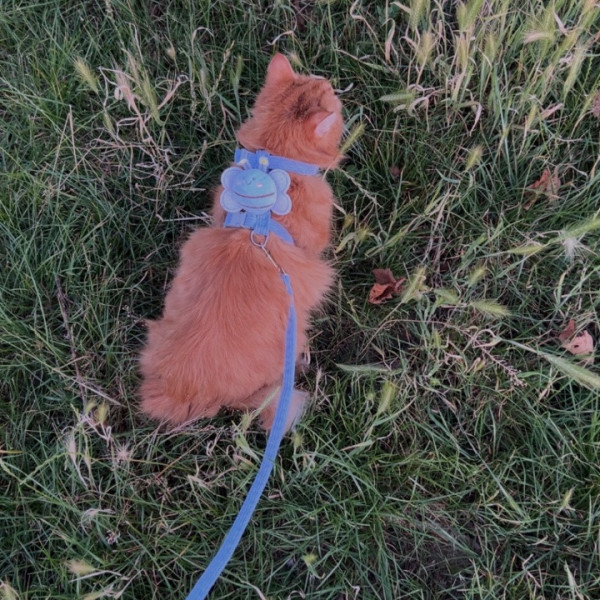 Simba