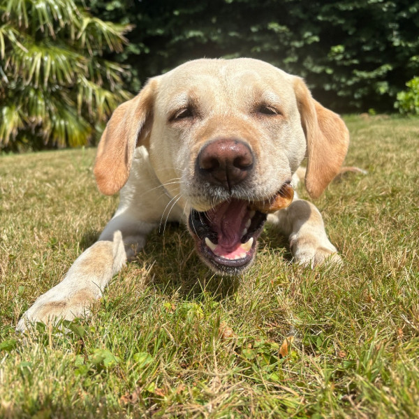 Nova