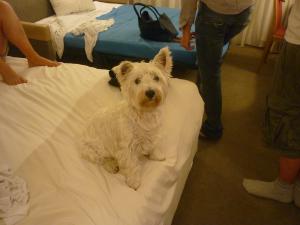 daisy