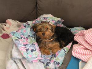 itsy