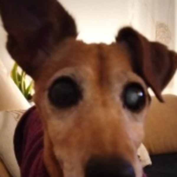 Scarlie