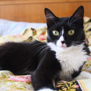 Rukia