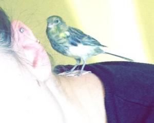 Piou
