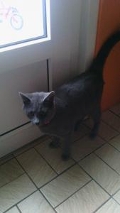 Tigrou
