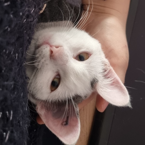 Mia