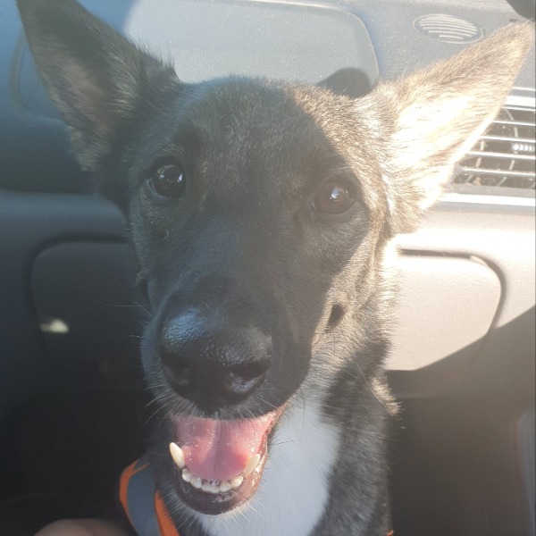 Nala