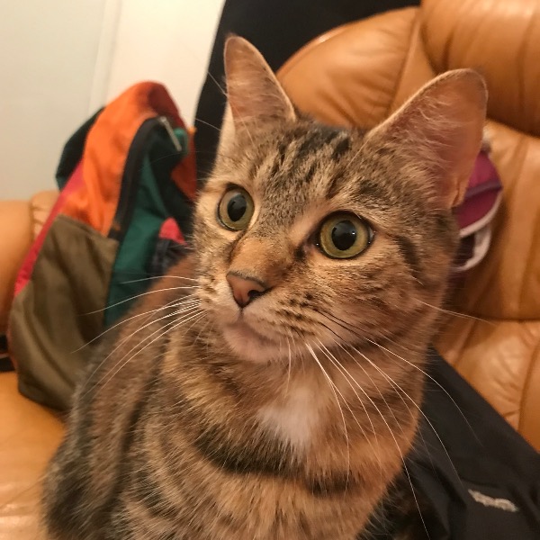 Pepette