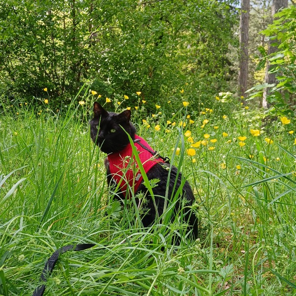 Kuro