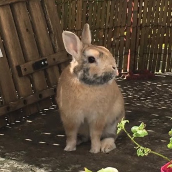Merlin