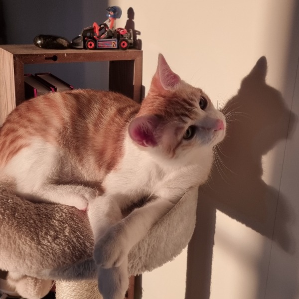 vladimir