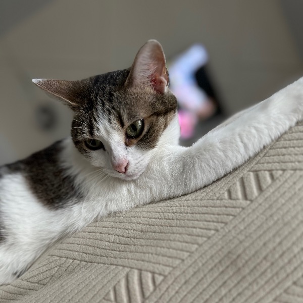 Nala