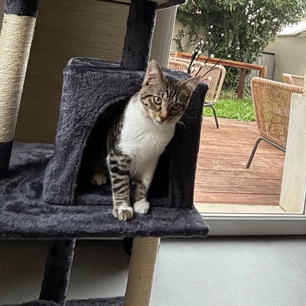 Kiko