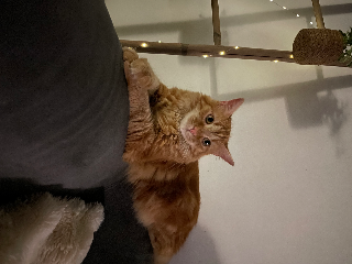 Uki