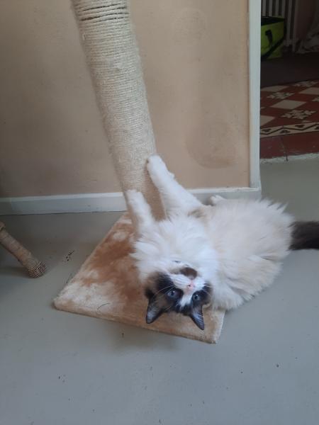 Litchee