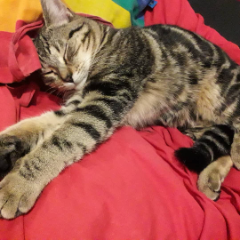 Mushu